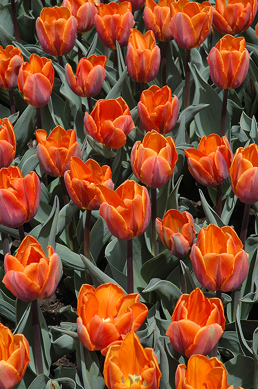 Princess Irene Tulip (Tulipa 'Princess Irene') at Pesche's Garden Center