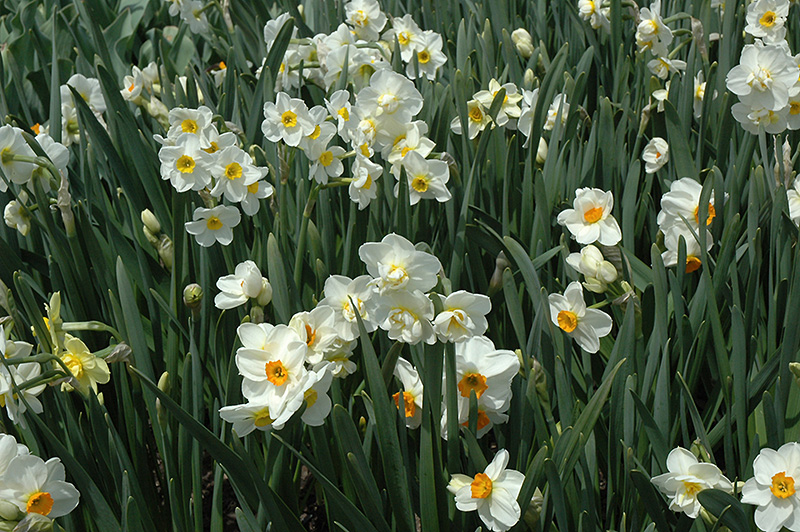 Geranium Daffodil (Narcissus 'Geranium') at Pesche's Garden Center