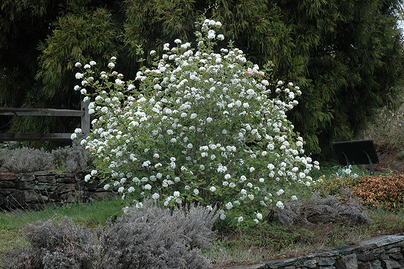 Koreanspice Viburnum (Viburnum carlesii) at Pesche's Garden Center