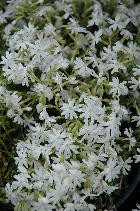 Snowflake Phlox (Phlox subulata 'Snowflake') at Pesche's Garden Center