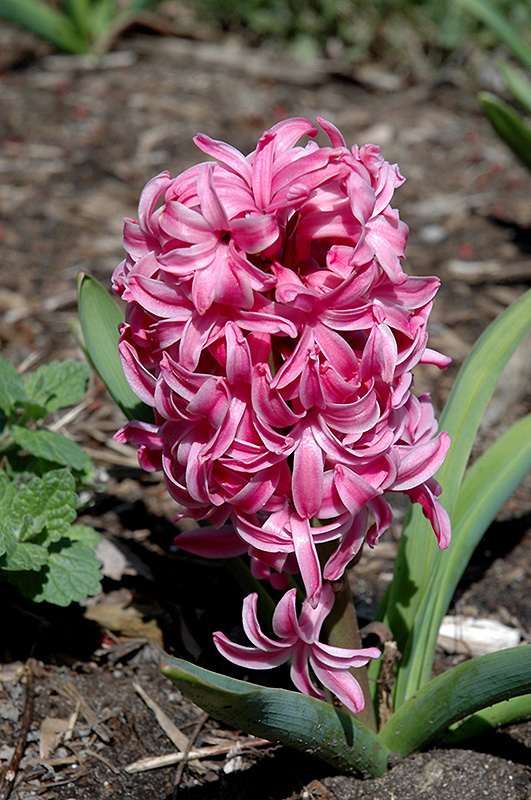Pink Pearl Hyacinth (Hyacinthus orientalis 'Pink Pearl') at Pesche's Garden Center