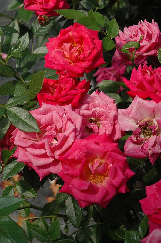 Be My Baby Rose (Rosa 'Be My Baby') at Pesche's Garden Center