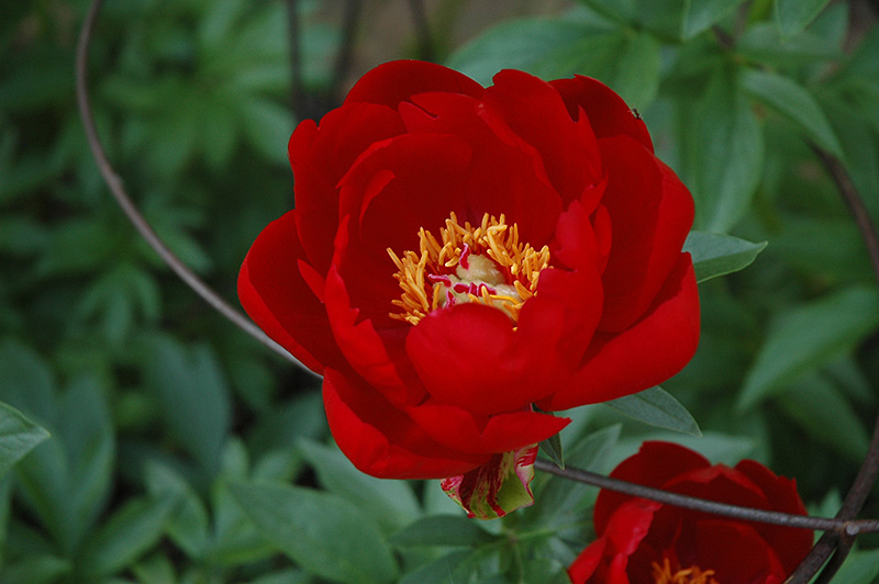 Red Red Rose Peony (Paeonia 'Red Red Rose') at Pesche's Garden Center
