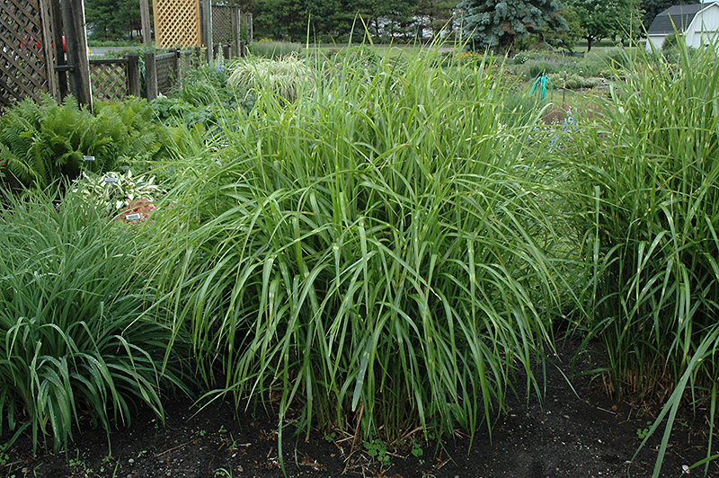 Porcupine Grass (Miscanthus sinensis 'Strictus') at Pesche's Garden Center
