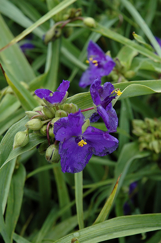 Zwanenburg Blue Spiderwort (Tradescantia x andersoniana 'Zwanenburg Blue') at Pesche's Garden Center