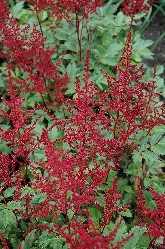 Red Sentinel Astilbe (Astilbe x arendsii 'Red Sentinel') at Pesche's Garden Center