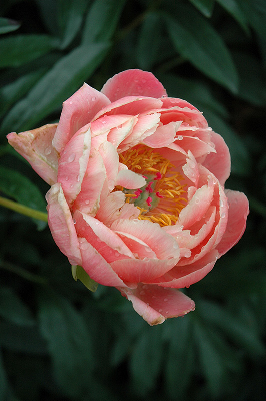 Coral Charm Peony (Paeonia 'Coral Charm') at Pesche's Garden Center