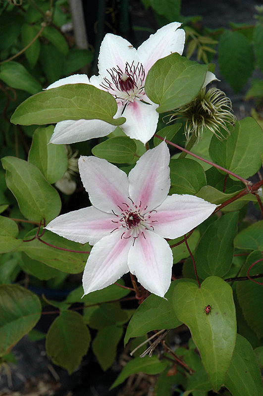 The Countess Of Wessex Clematis (Clematis 'Evipo073') at Pesche's Garden Center
