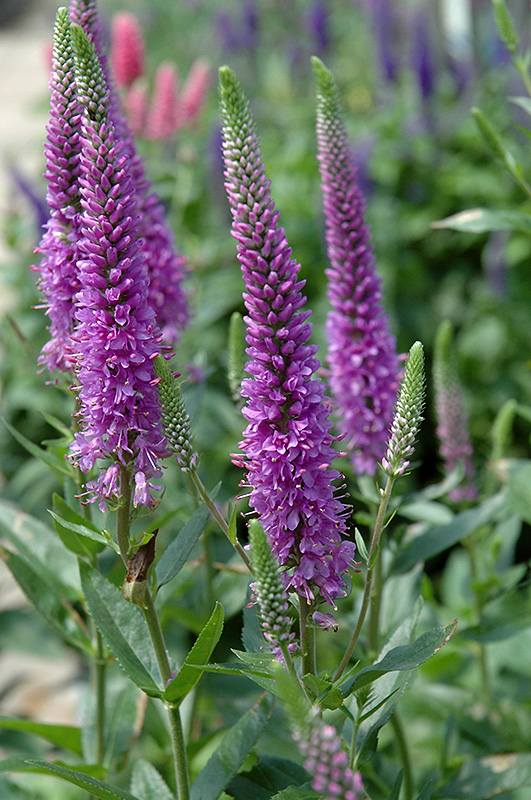 Purpleicious Speedwell (Veronica 'Purpleicious') at Pesche's Garden Center