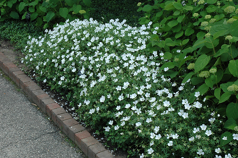 White Cranesbill (Geranium sanguineum 'Album') at Pesche's Garden Center