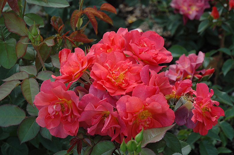 Cinco de Mayo Rose (Rosa 'Cinco de Mayo') at Pesche's Garden Center
