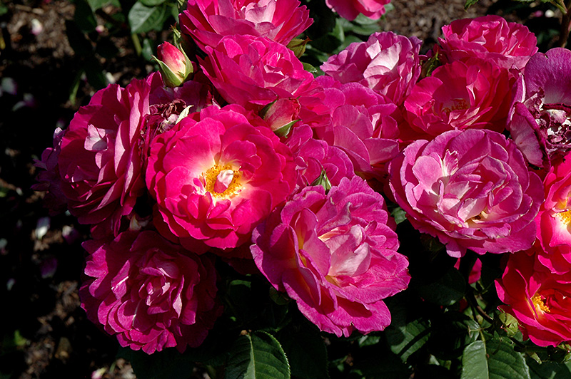 Outta The Blue Rose (Rosa 'Outta The Blue') at Pesche's Garden Center