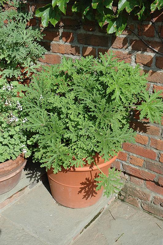 Citrosa Geranium (Pelargonium citrosum) at Pesche's Garden Center
