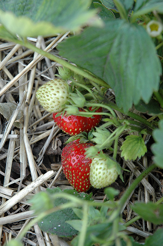 Quinault Strawberry (Fragaria 'Quinault') at Pesche's Garden Center