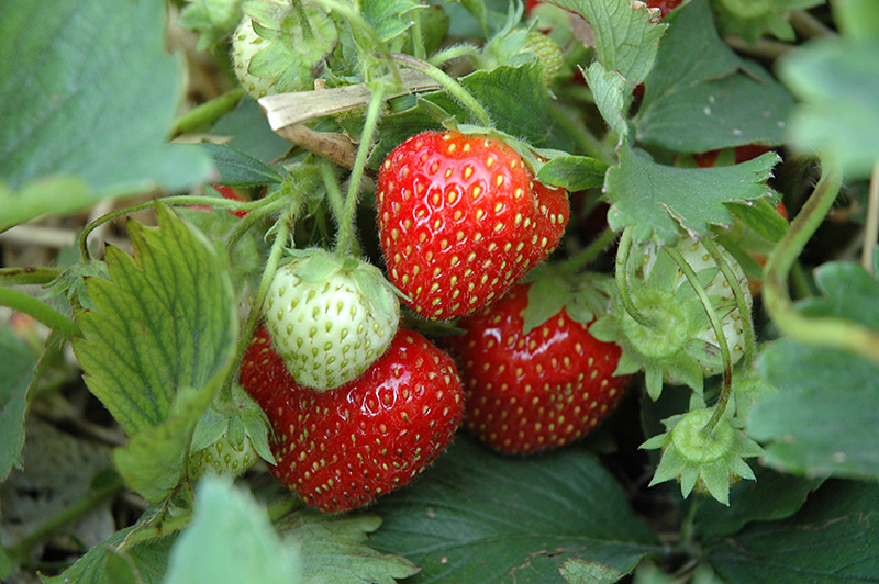 Cabot Strawberry (Fragaria 'Cabot') at Pesche's Garden Center