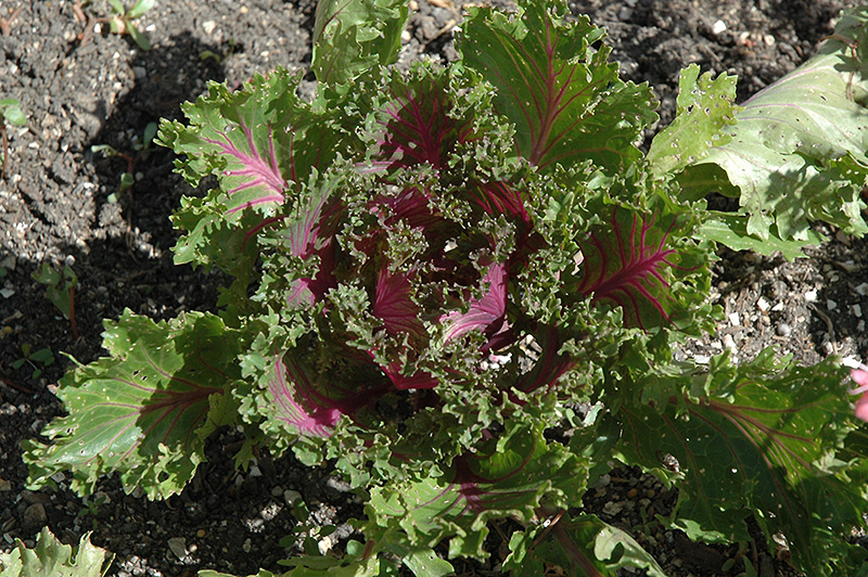 Glamour Red Kale (Brassica oleracea var. acephala 'Glamour Red') at Pesche's Garden Center