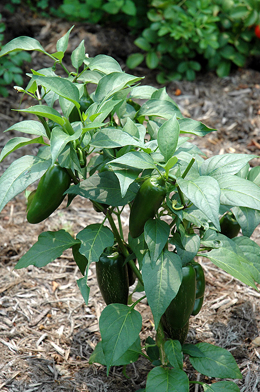 Jalapeno Pepper (Capsicum annuum 'Jalapeno') at Pesche's Garden Center