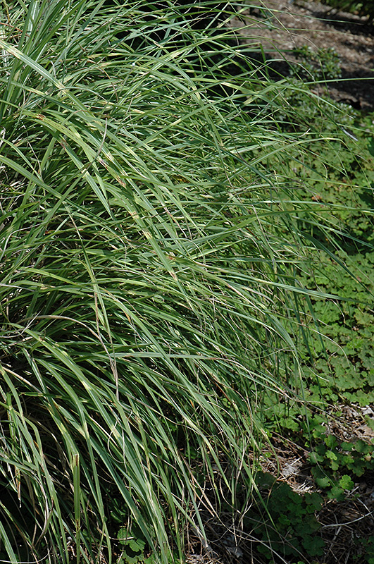 Little Zebra Dwarf Maiden Grass (Miscanthus sinensis 'Little Zebra') at Pesche's Garden Center