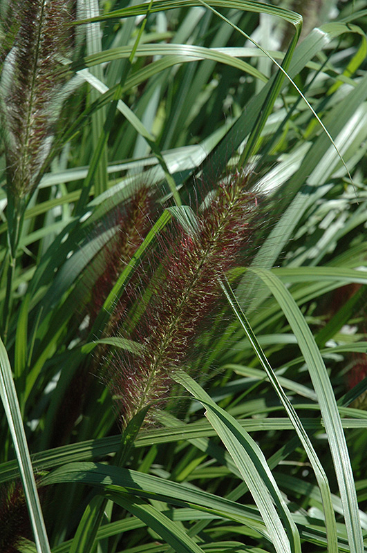 Red Head Fountain Grass (Pennisetum alopecuroides 'Red Head') at Pesche's Garden Center