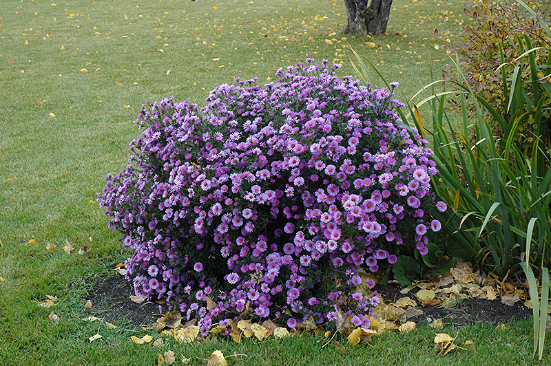 Purple Dome Aster (Aster novae-angliae 'Purple Dome') at Pesche's Garden Center