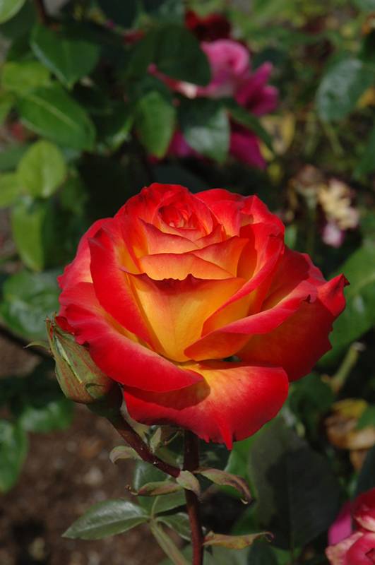 Perfect Moment Rose (Rosa 'KORwilma') at Pesche's Garden Center