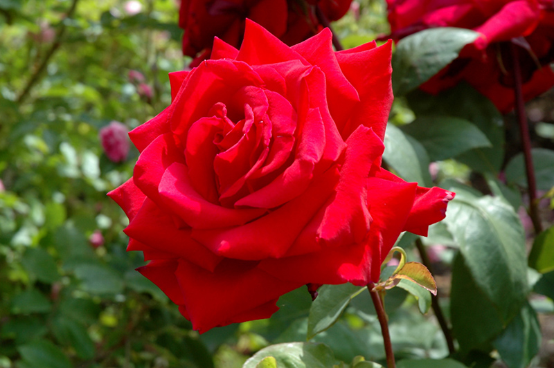 Celebrate America Rose (Rosa 'TANcressor') at Pesche's Garden Center