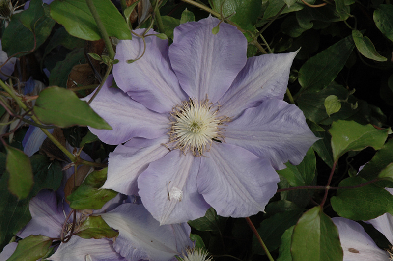 H.F. Young Clematis (Clematis 'H.F. Young') at Pesche's Garden Center