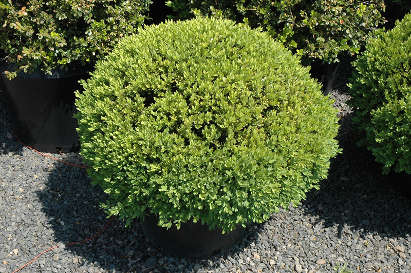 Green Velvet Boxwood (globe form) (Buxus 'Green Velvet (globe)') at Pesche's Garden Center