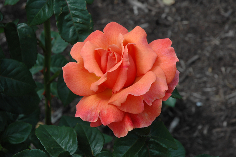 Easy Does It Rose (Rosa 'Easy Does It') at Pesche's Garden Center