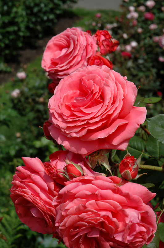 America Rose (Rosa 'JACclam') at Pesche's Garden Center