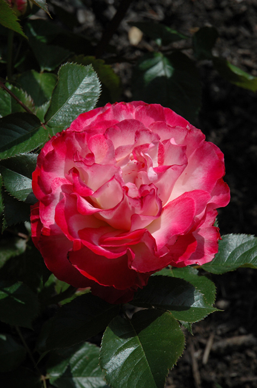 Love At First Sight Rose (Rosa 'WEKmedatasy') at Pesche's Garden Center