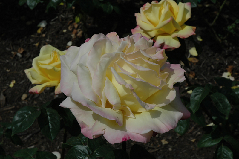 Peace Rose (Rosa 'Peace') at Pesche's Garden Center