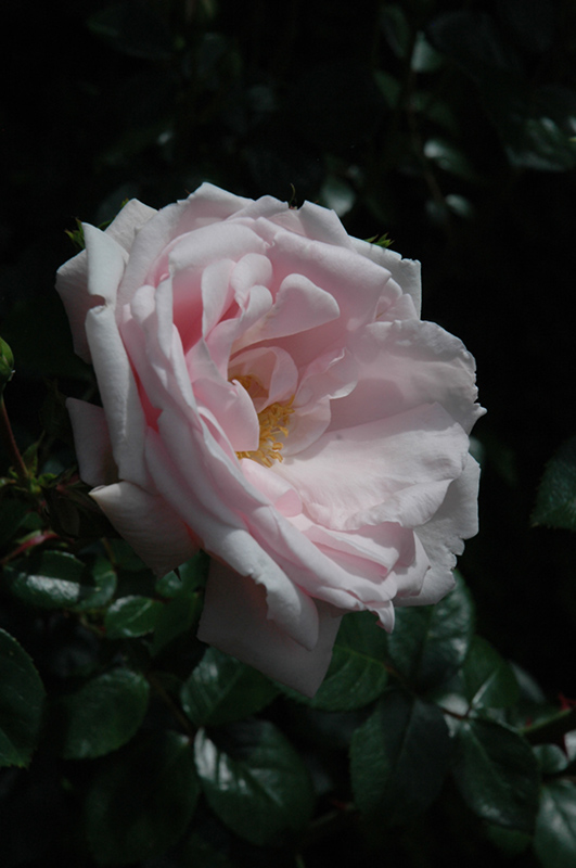 New Dawn Rose (Rosa 'New Dawn') at Pesche's Garden Center