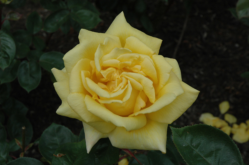 Oregold Rose (Rosa 'Oregold') at Pesche's Garden Center