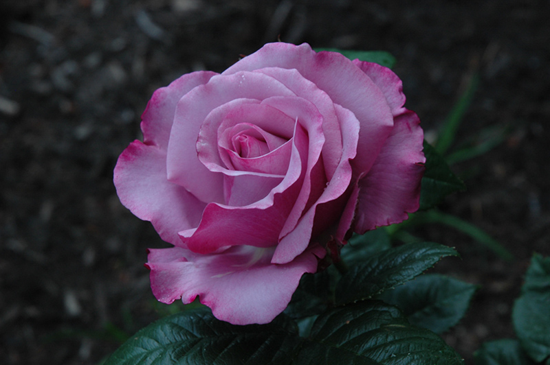 Neptune Rose (Rosa 'WEKhilpurnil') at Pesche's Garden Center