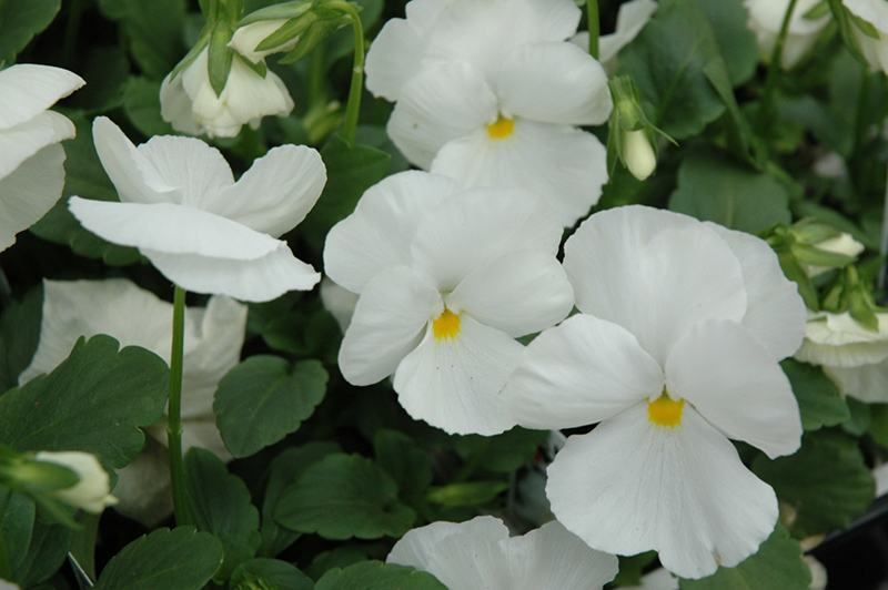 Delta Pure White Pansy (Viola x wittrockiana 'Delta Pure White') at Pesche's Garden Center
