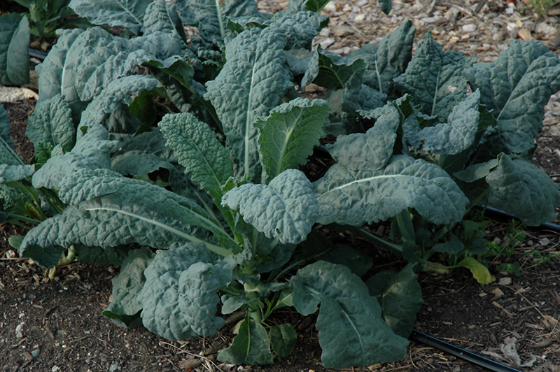 Toscano Kale (Brassica oleracea var. sabellica 'Toscano') at Pesche's Garden Center