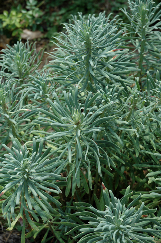 Shorty Evergreen Spurge (Euphorbia characias 'Shorty') at Pesche's Garden Center
