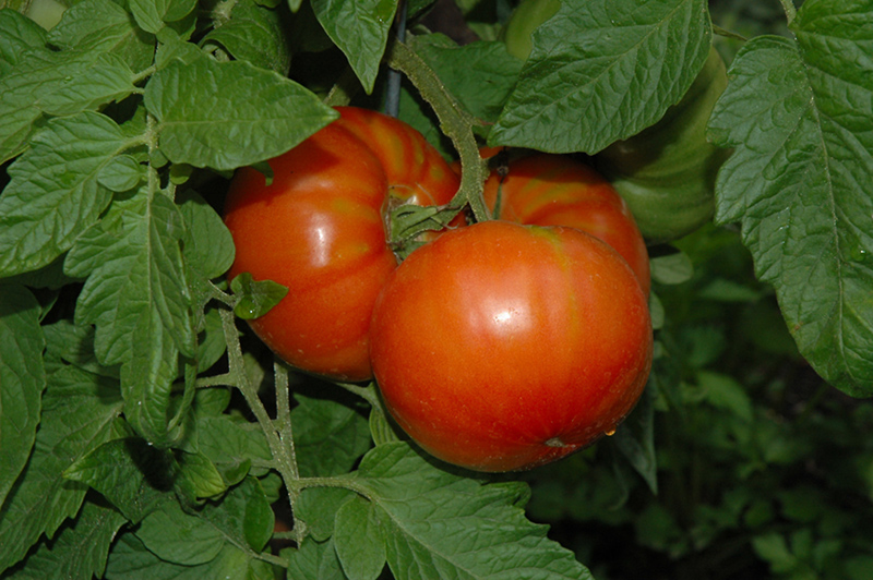 Steakhouse Tomato (Solanum lycopersicum 'Steakhouse') at Pesche's Garden Center