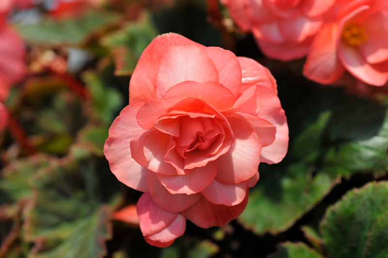 Double Delight Blush Rose Begonia (Begonia 'KERBESPIROS') at Pesche's Garden Center