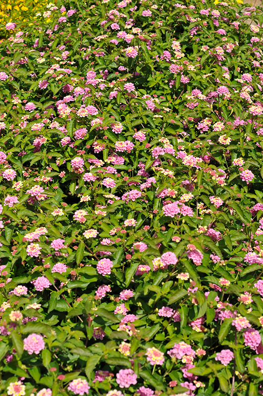 Landscape Bandana Pink Lantana (Lantana camara 'Landscape Bandana Pink') at Pesche's Garden Center