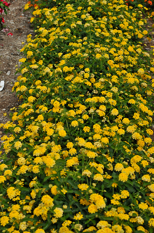 Landscape Bandana Yellow Lantana (Lantana camara 'Landscape Bandana Yellow') at Pesche's Garden Center