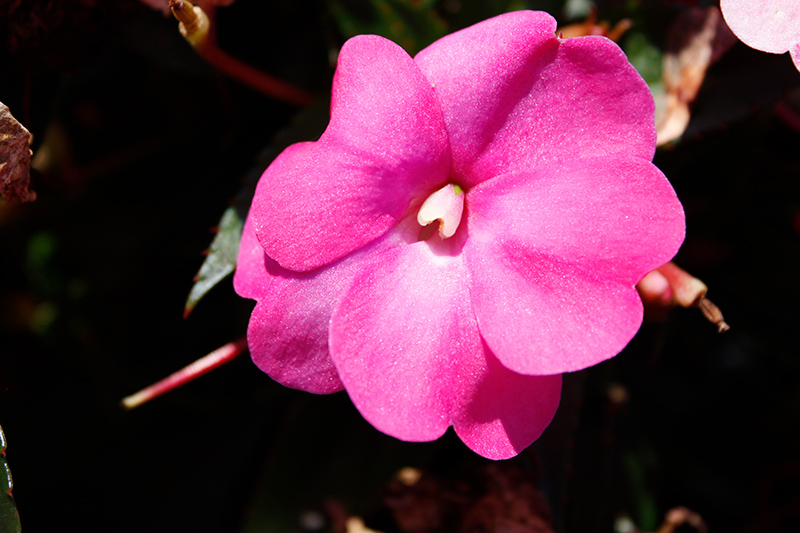 SunPatiens Compact Hot Pink New Guinea Impatiens (Impatiens 'SAKIMP061') at Pesche's Garden Center