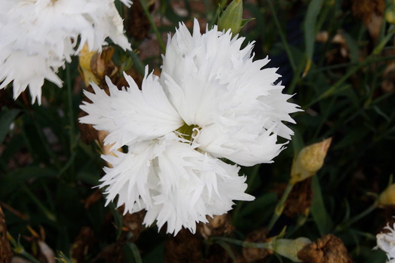 Elegance White Pinks (Dianthus 'Elegance White') at Pesche's Garden Center