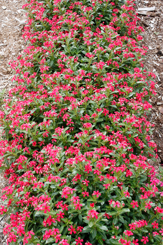 Soiree Kawaii Red Shades Vinca (Catharanthus roseus 'Soiree Kawai Red Shades') at Pesche's Garden Center