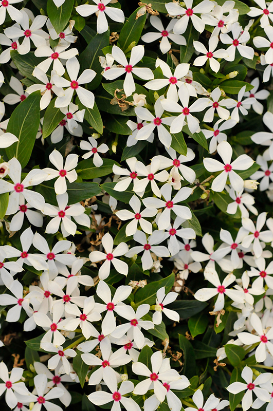 Soiree Kawaii White Peppermint Vinca (Catharanthus roseus 'Soiree Kawaii White Peppermint') at Pesche's Garden Center