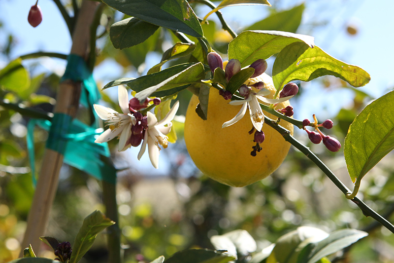 Meyer Lemon (Citrus x meyeri) at Pesche's Garden Center