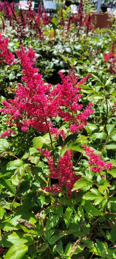 Younique Ruby Red Astilbe (Astilbe 'VersRed') at Pesche's Garden Center