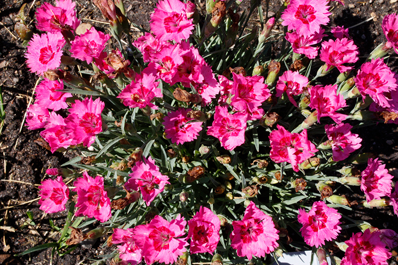 Paint The Town Fancy Pinks (Dianthus 'Paint The Town Fancy') at Pesche's Garden Center