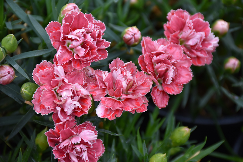 SuperTrouper Red and White Carnation (Dianthus caryophyllus 'SuperTrouper Red and White') at Pesche's Garden Center